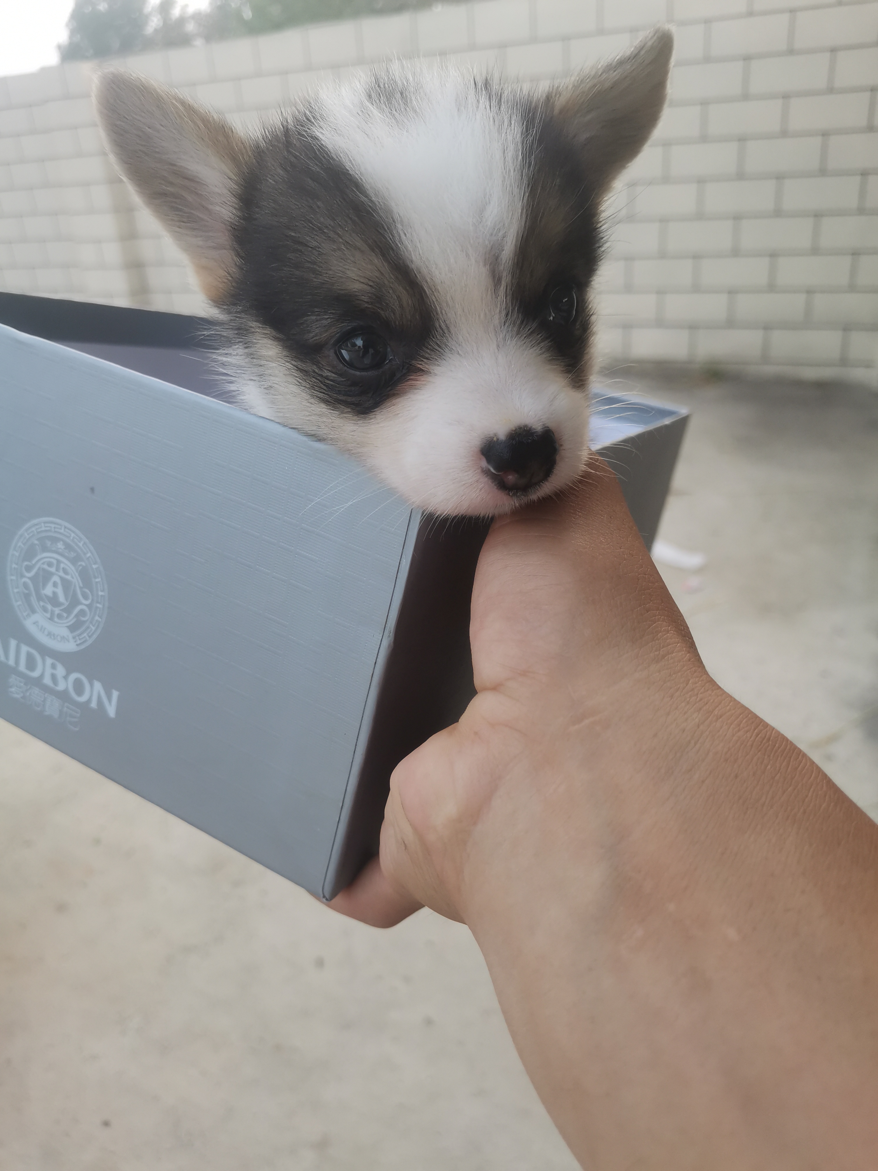 纯种柯基，公母都有，